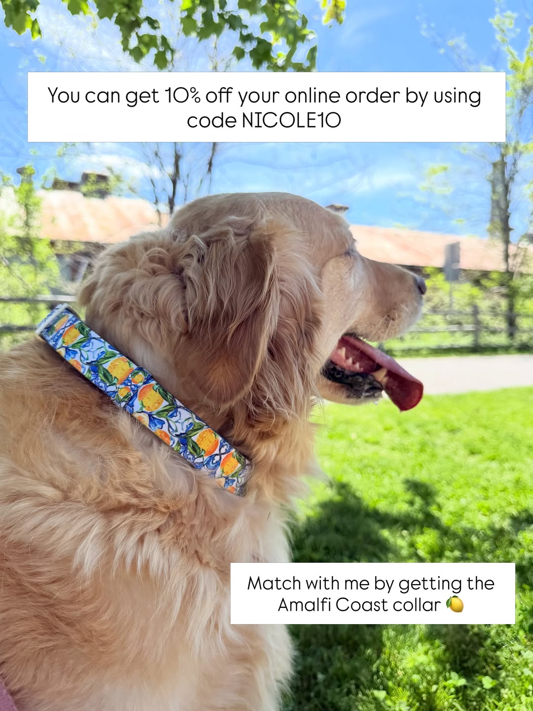 10% Off Online Orders at Woofify Barbados – Use Code NICOLE10