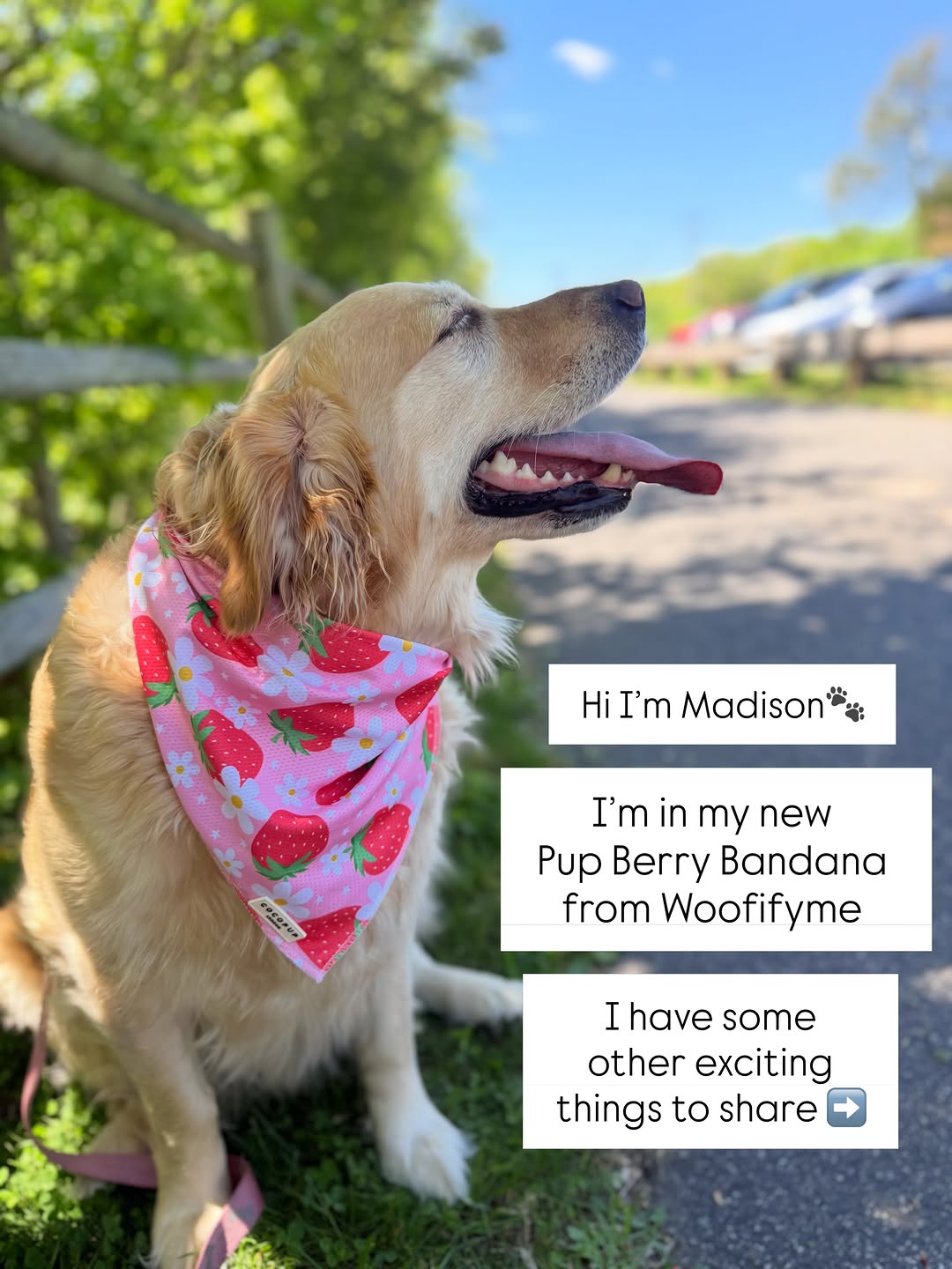 Woofify Barbados