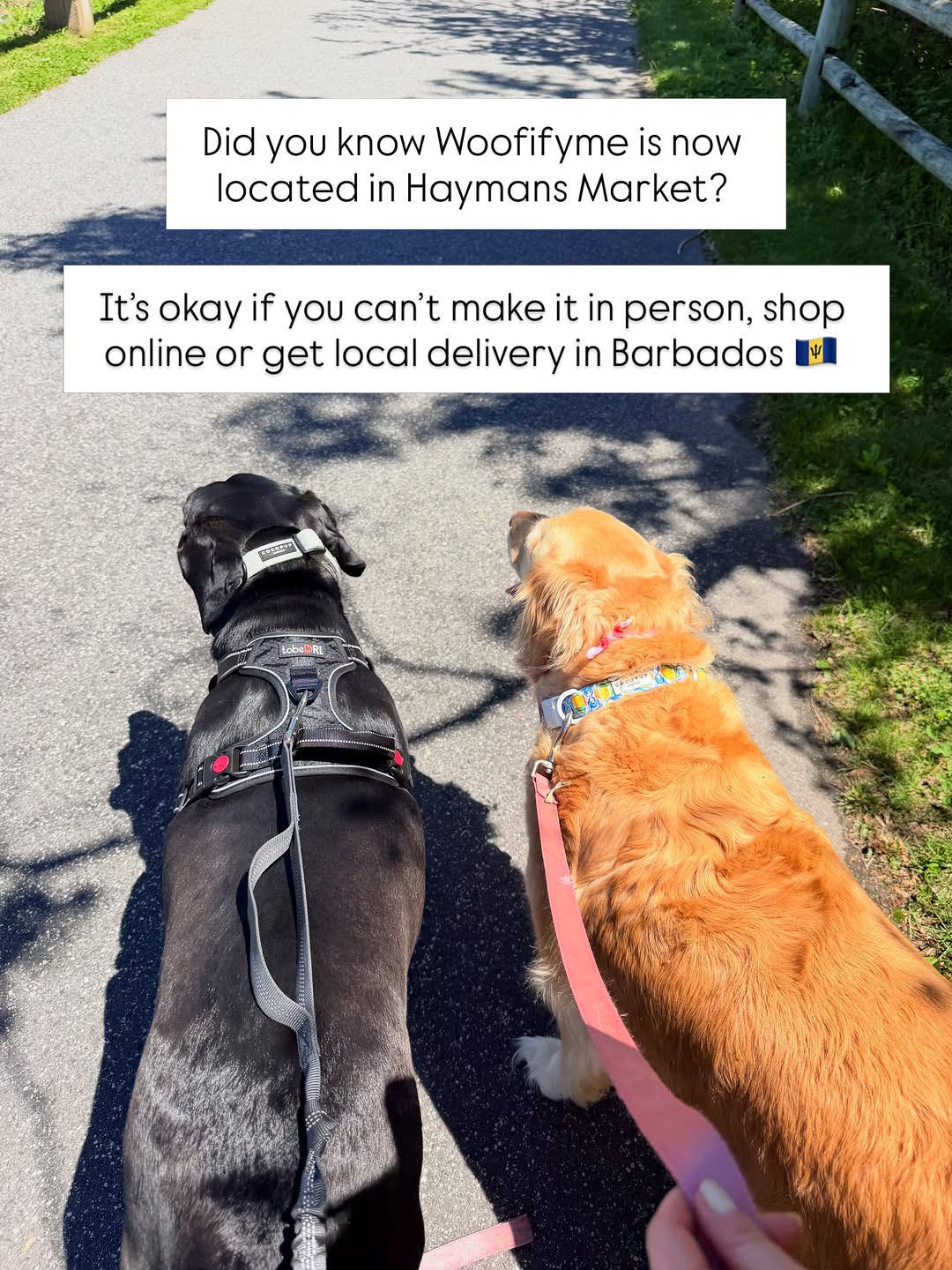 10% Off Online Orders at Woofify Barbados – Use Code NICOLE10