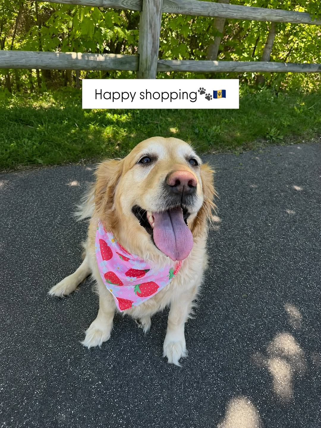 10% Off Online Orders at Woofify Barbados – Use Code NICOLE10