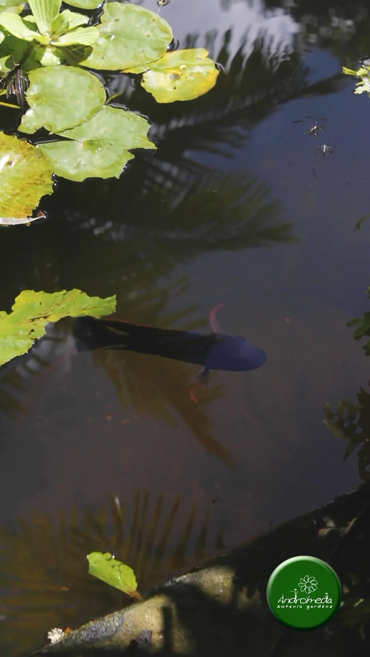 Locals FREE Entry at Andromeda Botanic Gardens + Free Fish Food for Kids Under 15