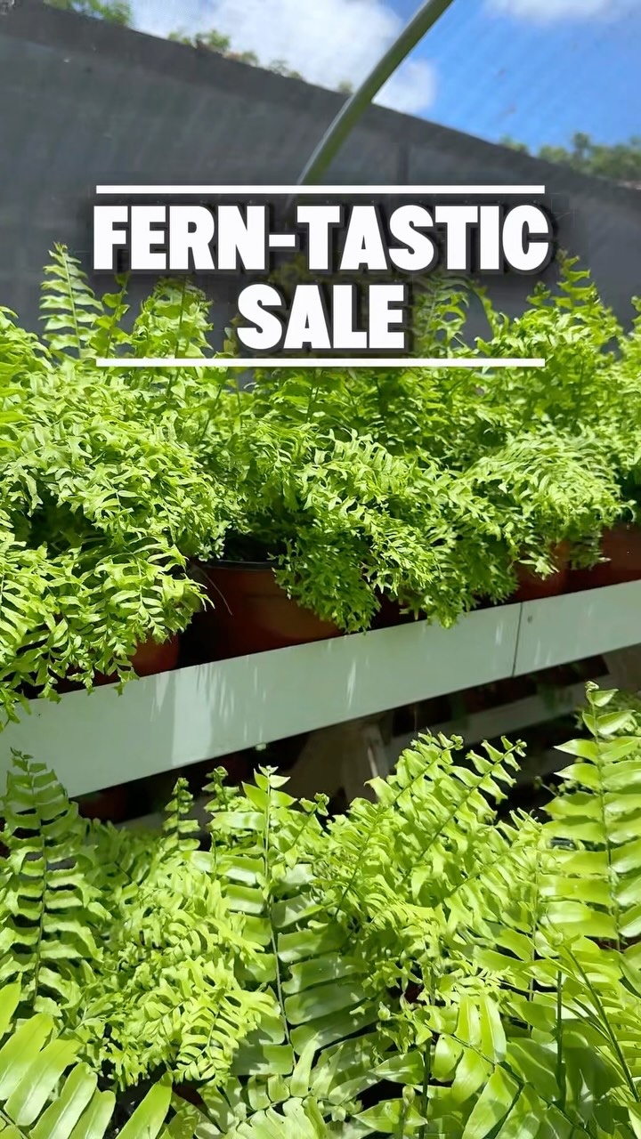 Fern-Tastic Sale at Nature Care Garden Centre