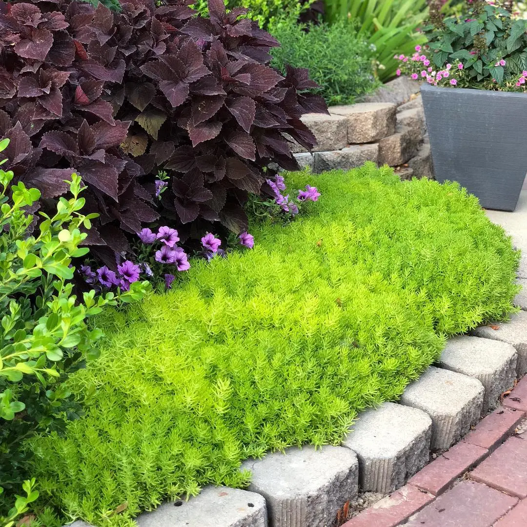 Lemon Coral Sedum – 5" Pots at $6 Each at Seedburst Nurseries