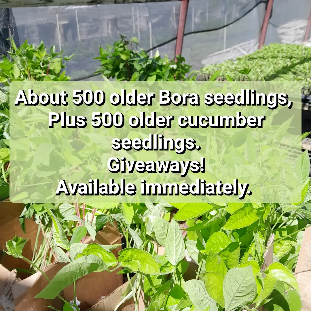 Free Bora & Cucumber Seedling Giveaway at Seedburst Nurseries
