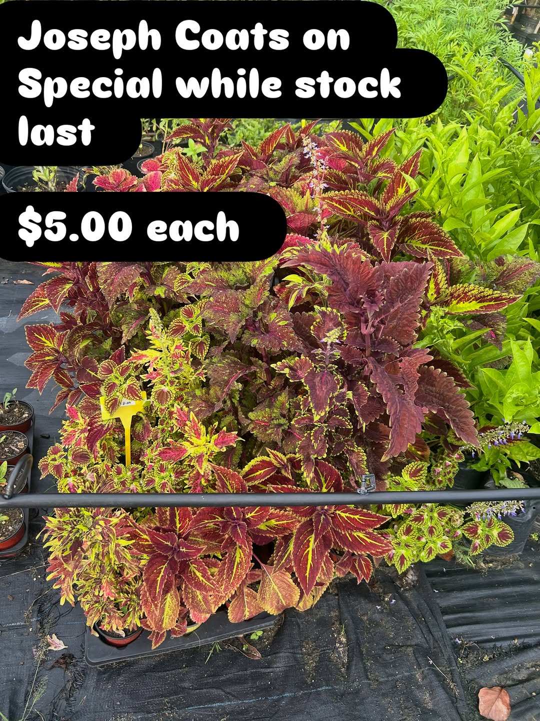 Joseph Coats Plants on Special – $5.00 Each While Stock Lasts
