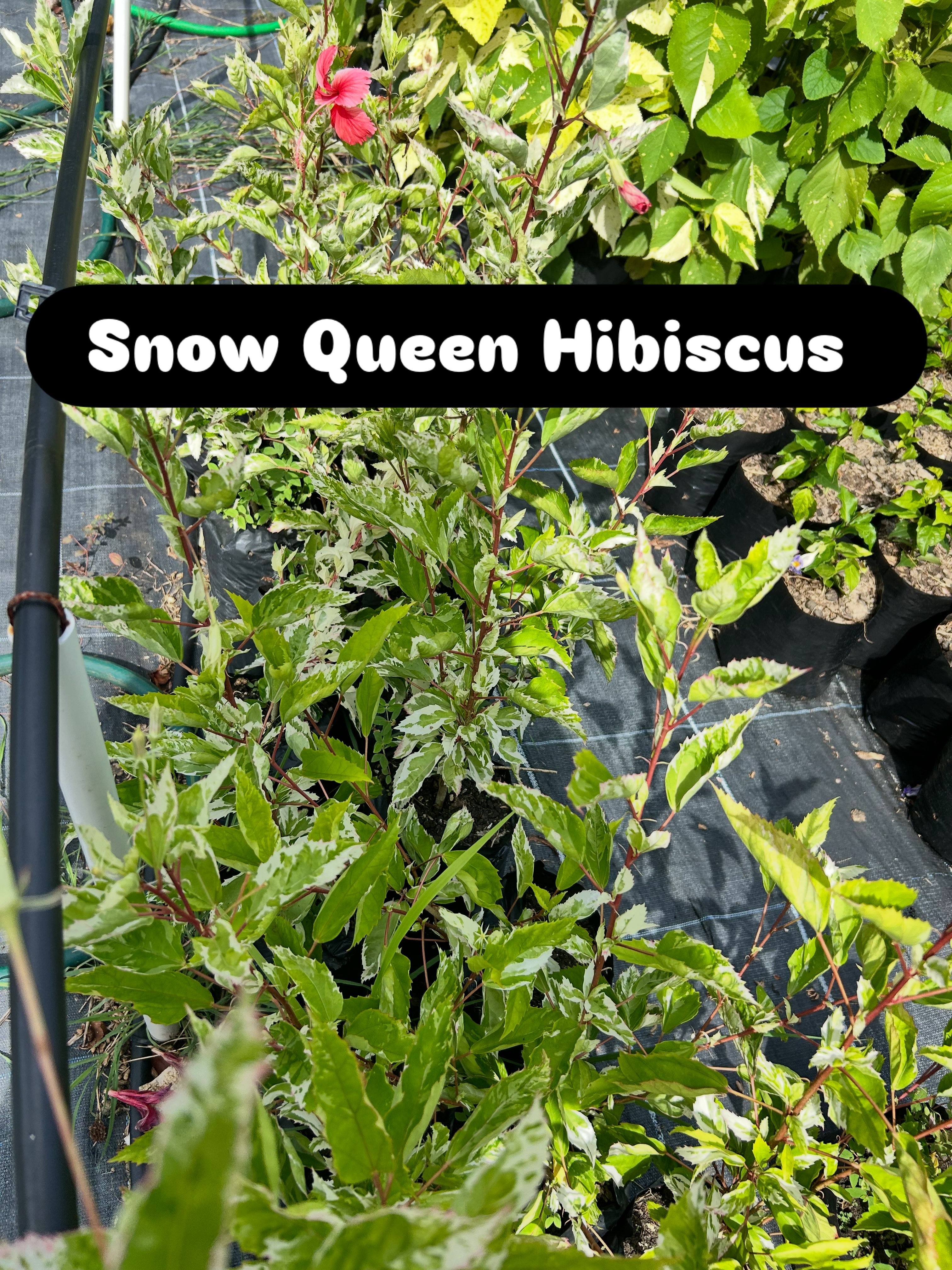 Snow Queen Hibiscus Plant – $15.00