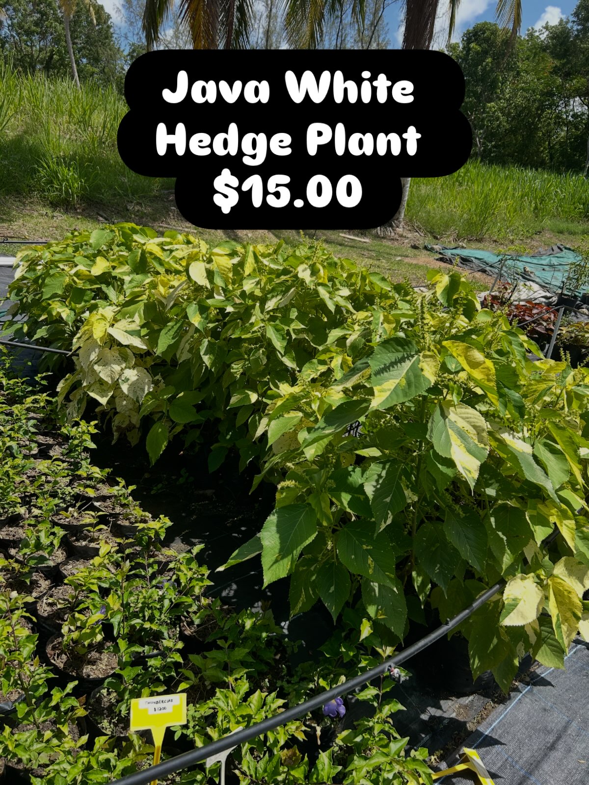 Java White Hedge Plant – $15.00