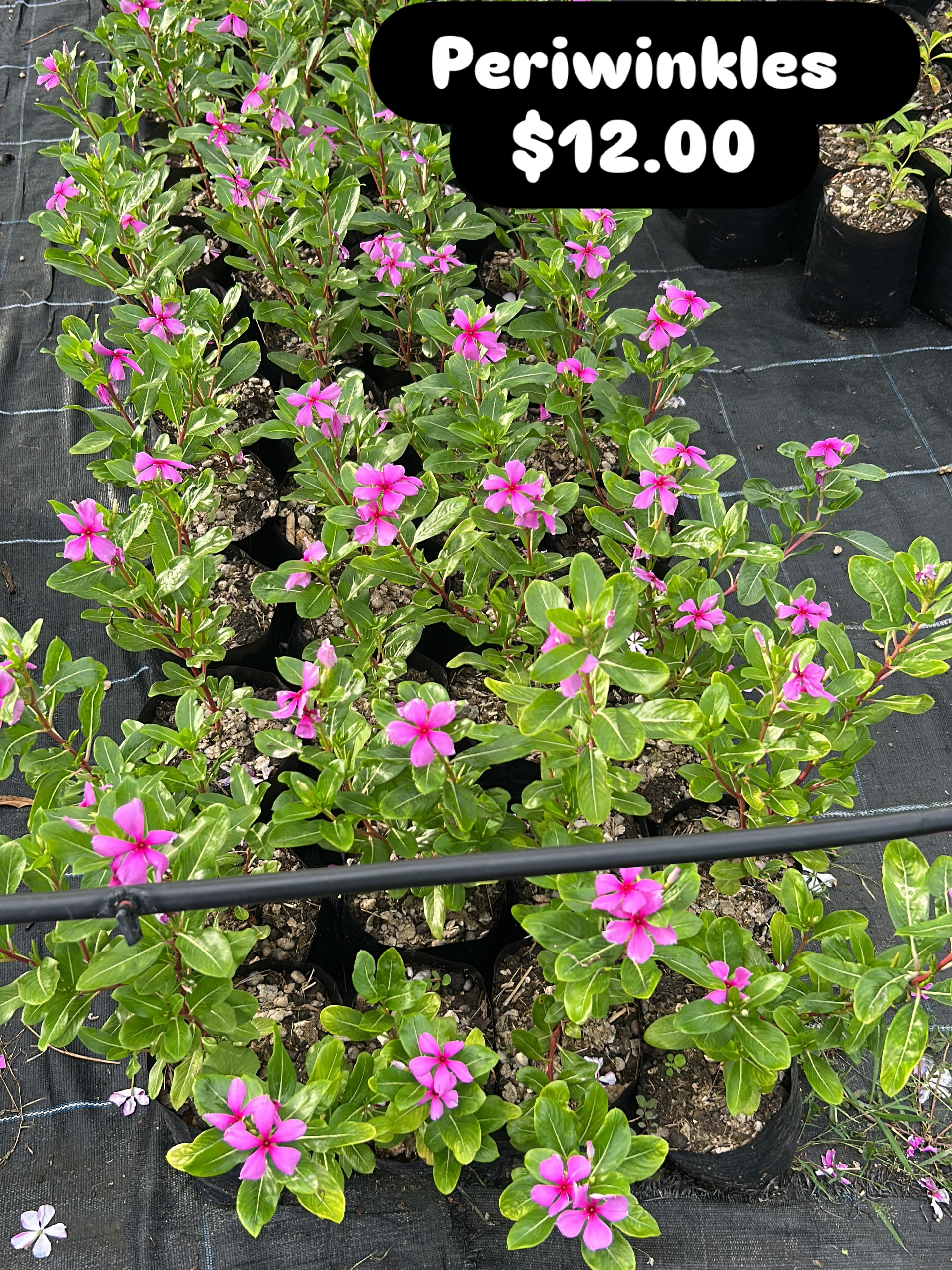 Periwinkles – $12.00