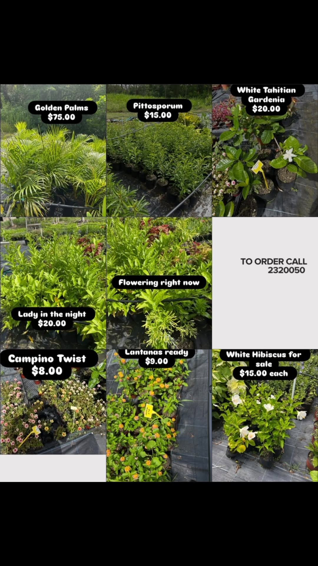 Plants for Sale – Golden Palms, Pittosporum, Hibiscus & More