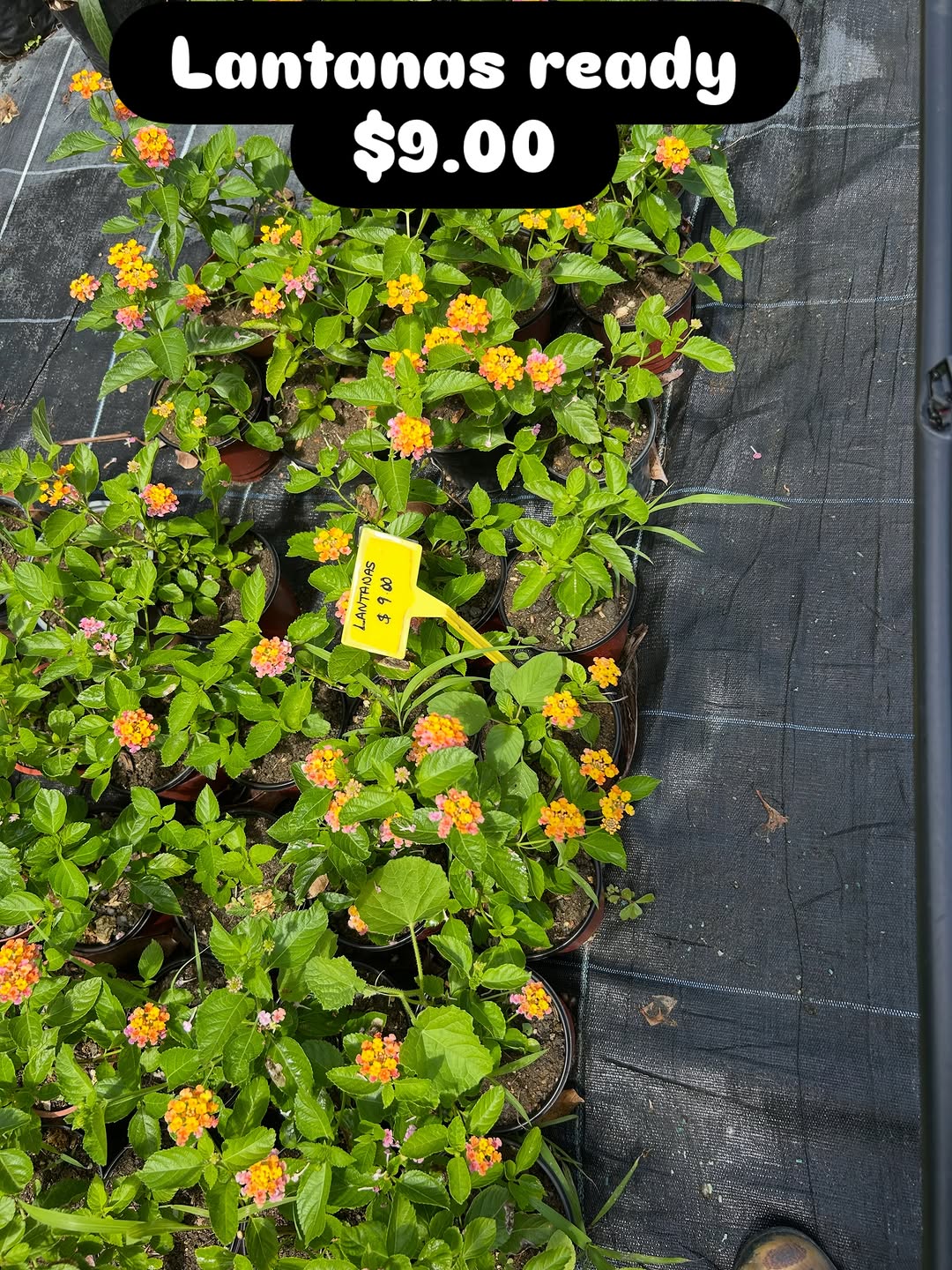 Lantana Plants – $9.00 Each