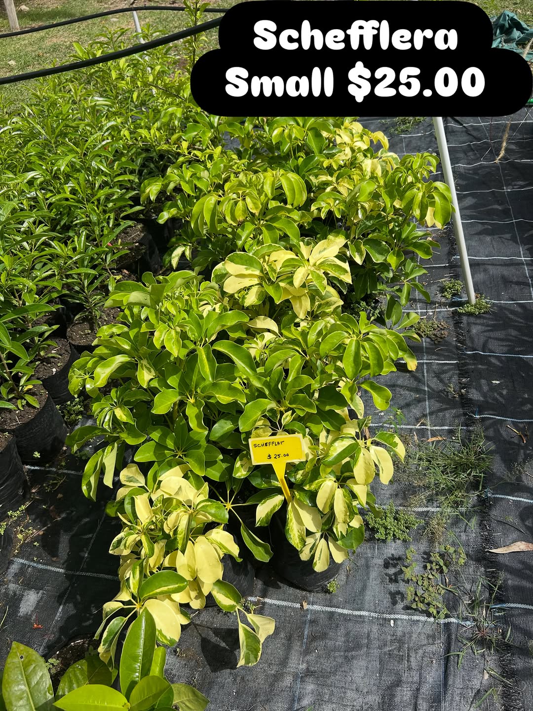 Schefflera Small Plants – $25.00 Each