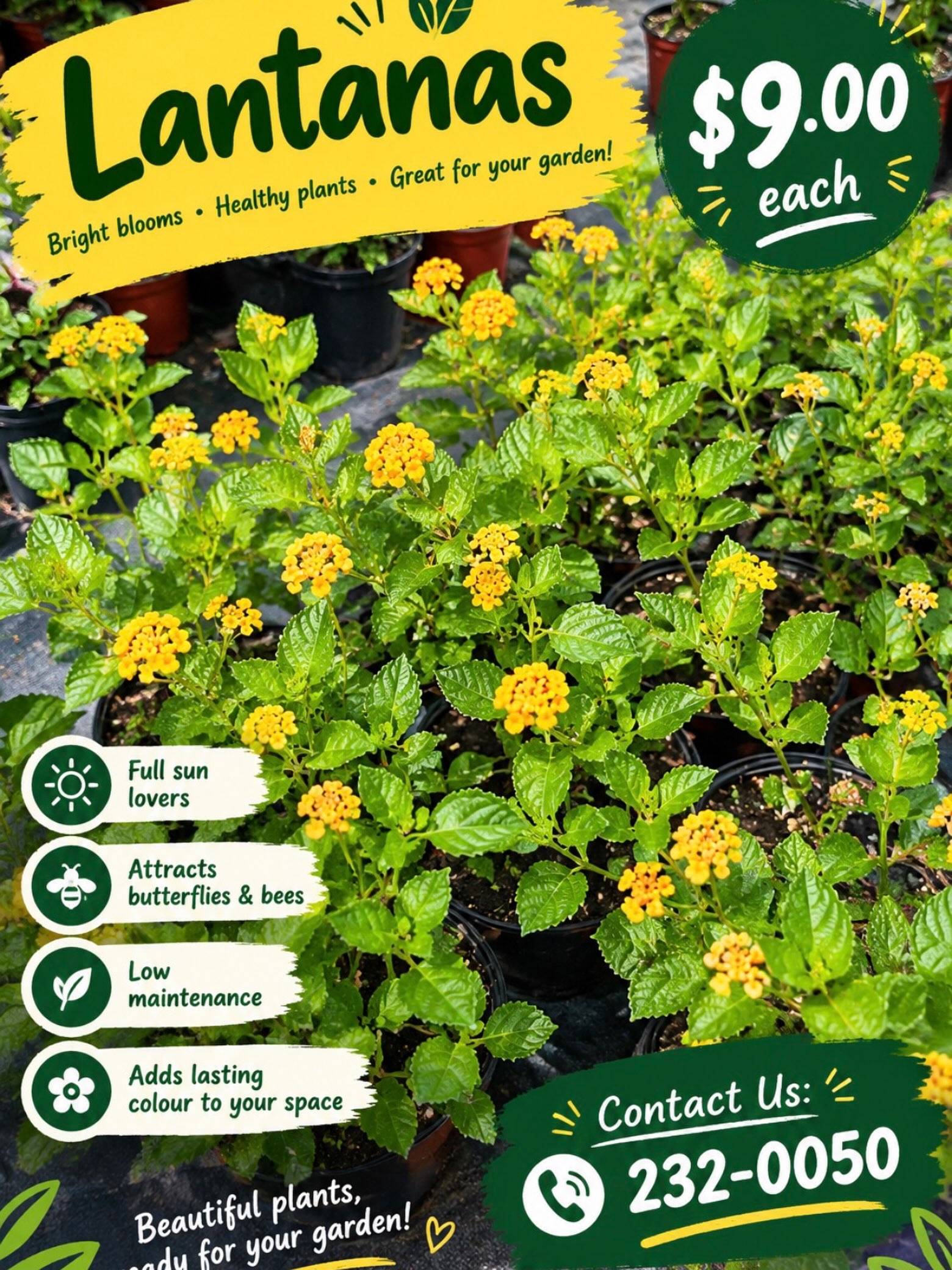 Lantana Plants – $9.00 Each
