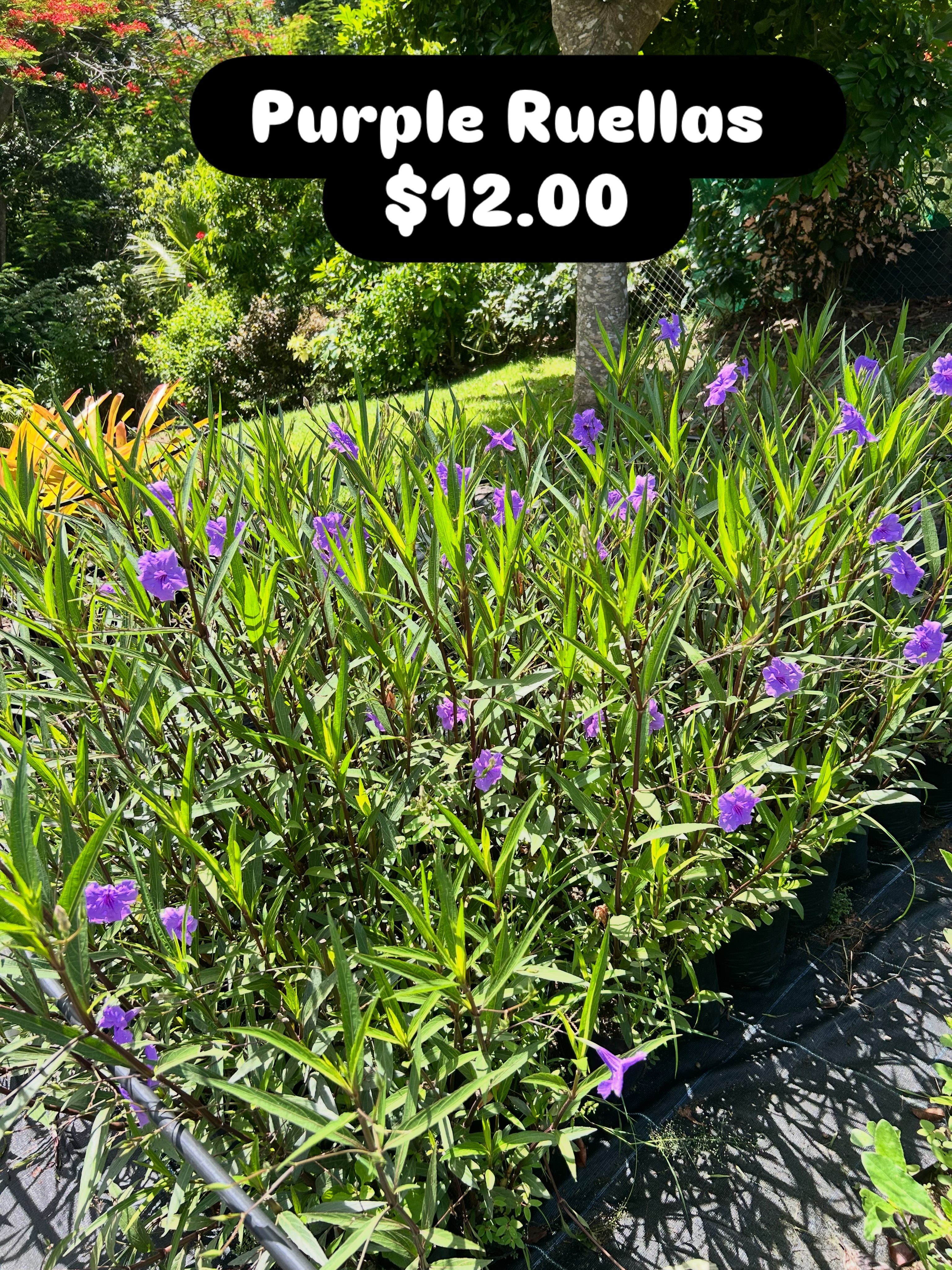 Purple Ruellas – $12.00