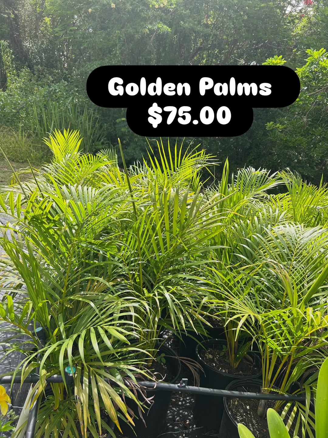 Golden Palms – $75.00 Each