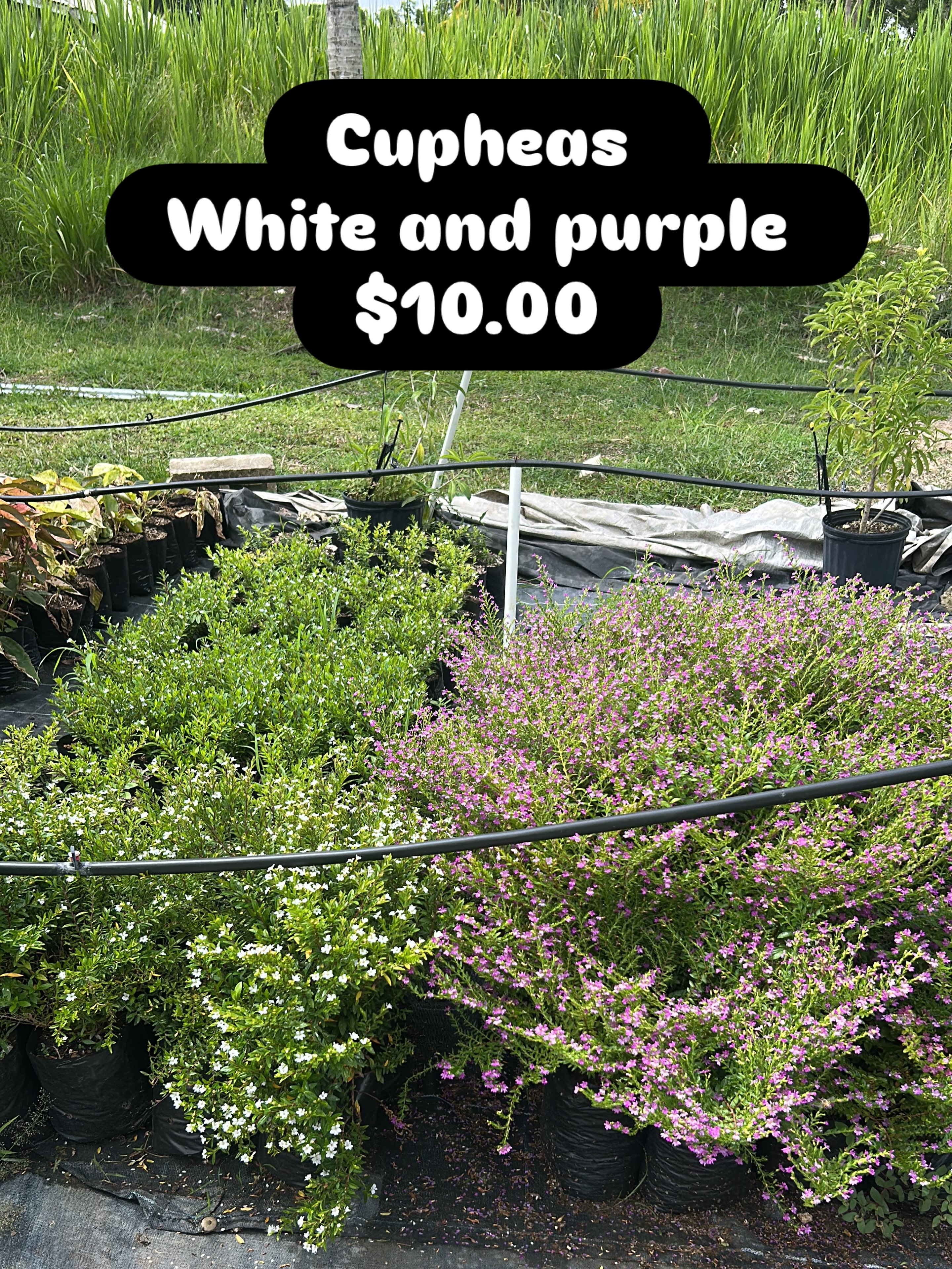 Cupheas (White & Purple) – $10.00 Each