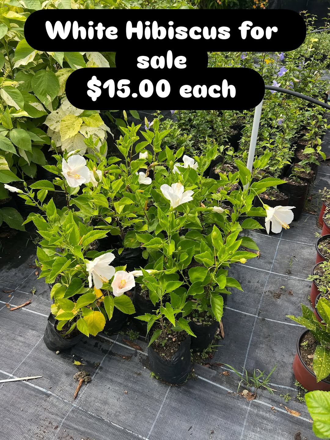 White Hibiscus Plants for Sale – $15.00 Each