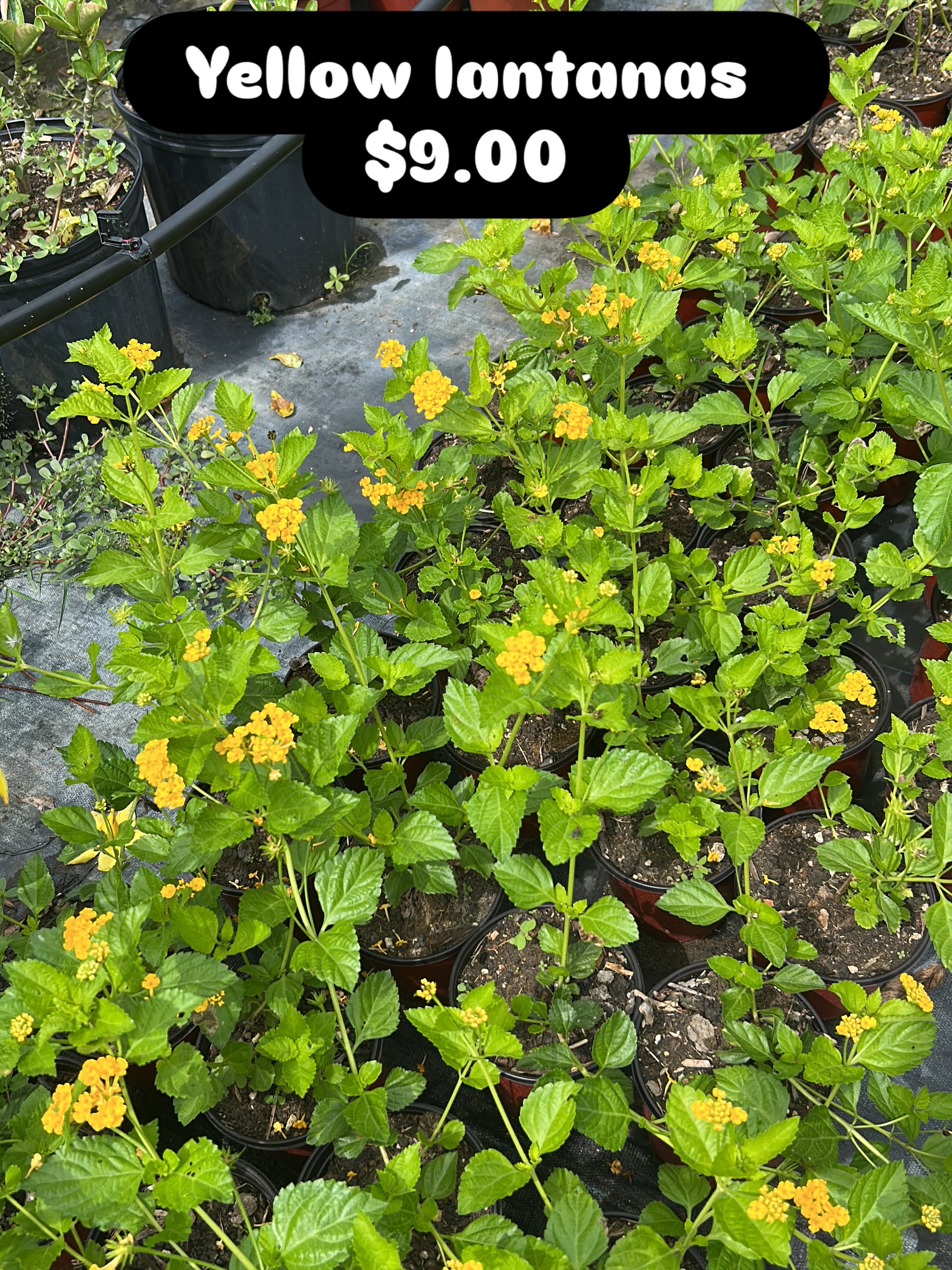 Yellow Lantanas – $9.00