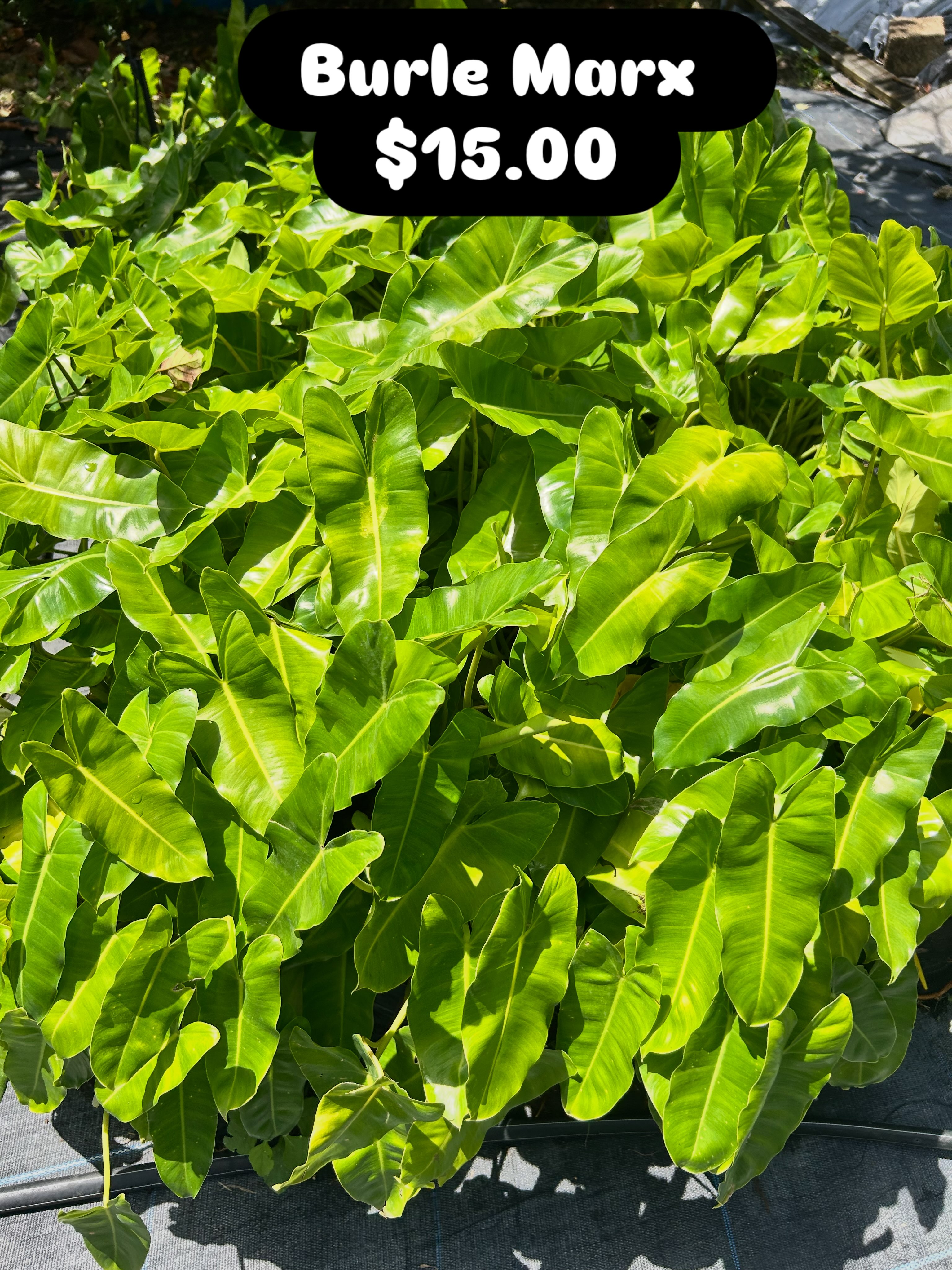 Burle Marx Philodendron – $15.00