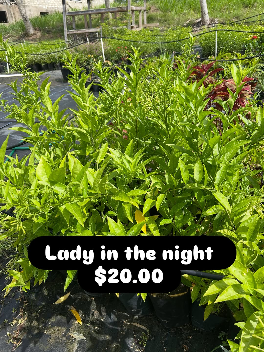 Lady in the Night Plant – $20.00 (Flowering Now)