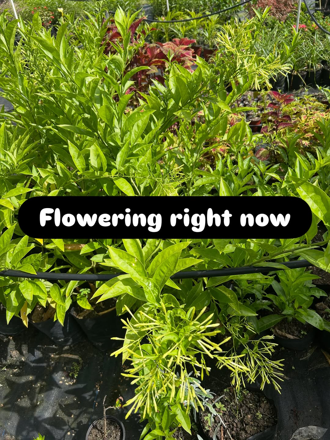 Lady in the Night Plant – $20.00 (Flowering Now)