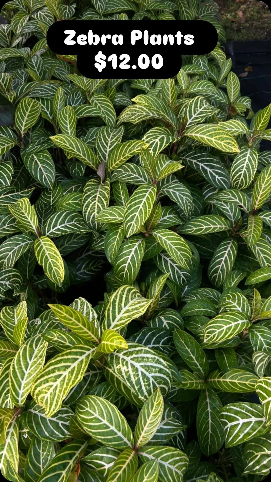 Zebra Plants – $12.00