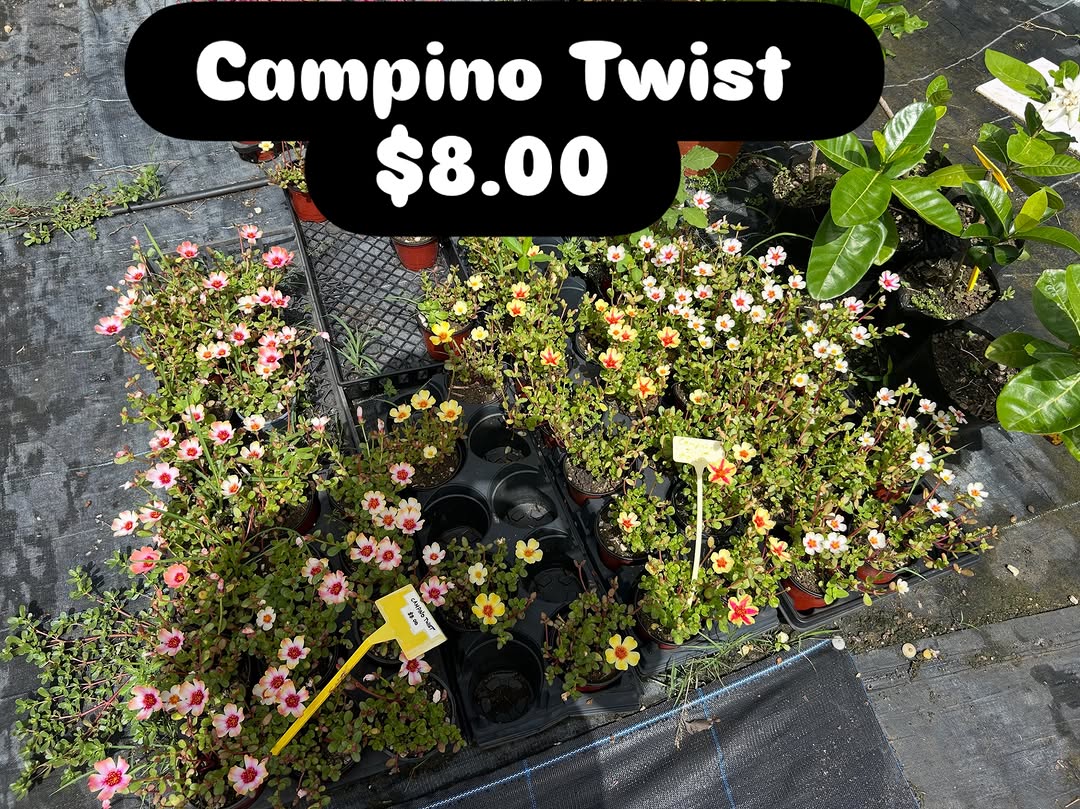 Campino Twist Plants – $8.00 Each