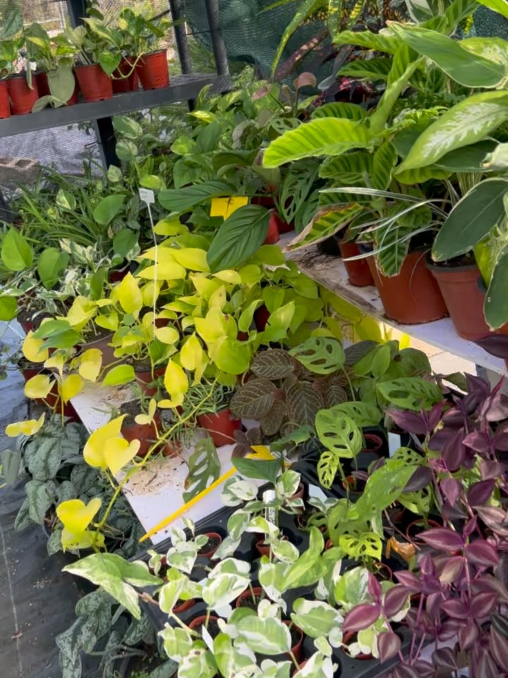 Sugar Apple Fruit Trees for $25 & Plants Available at Karengolfer