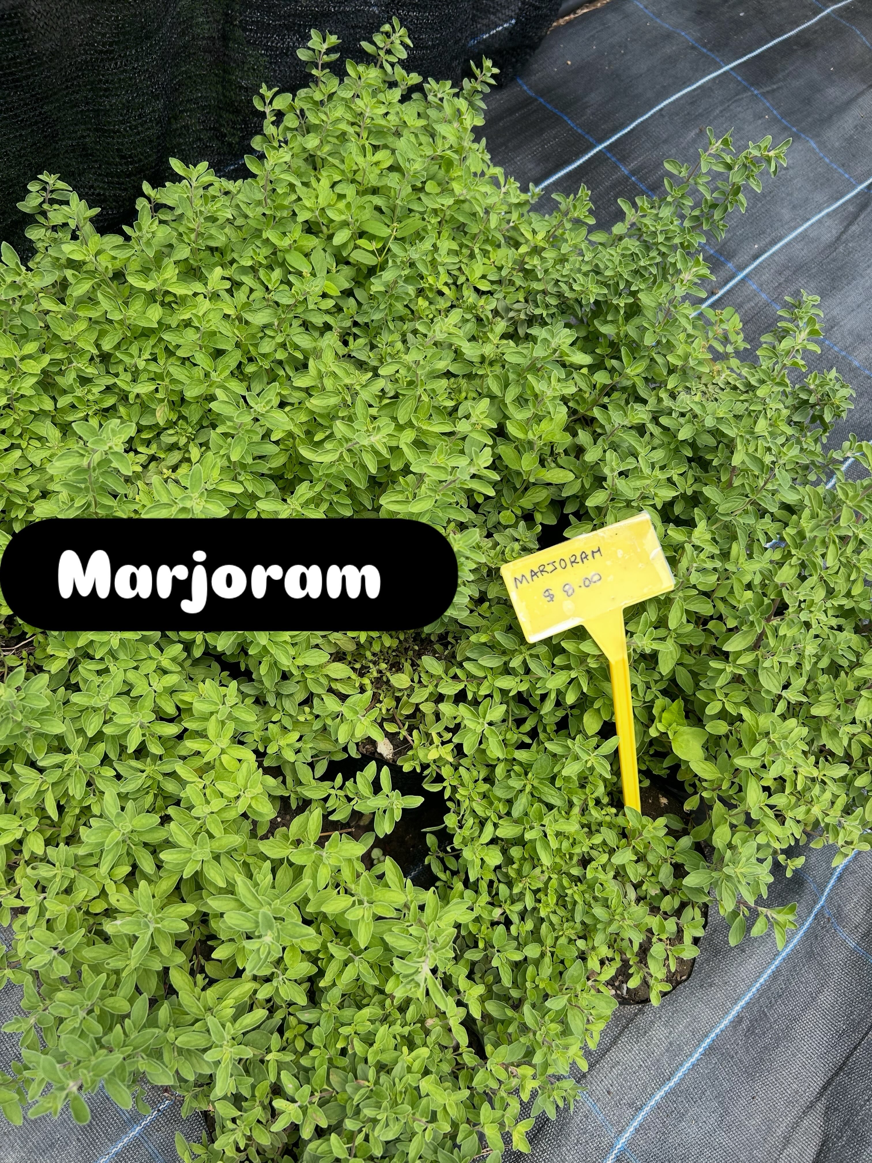 Sugar Apple Fruit Trees for $25 & Plants Available at Karengolfer