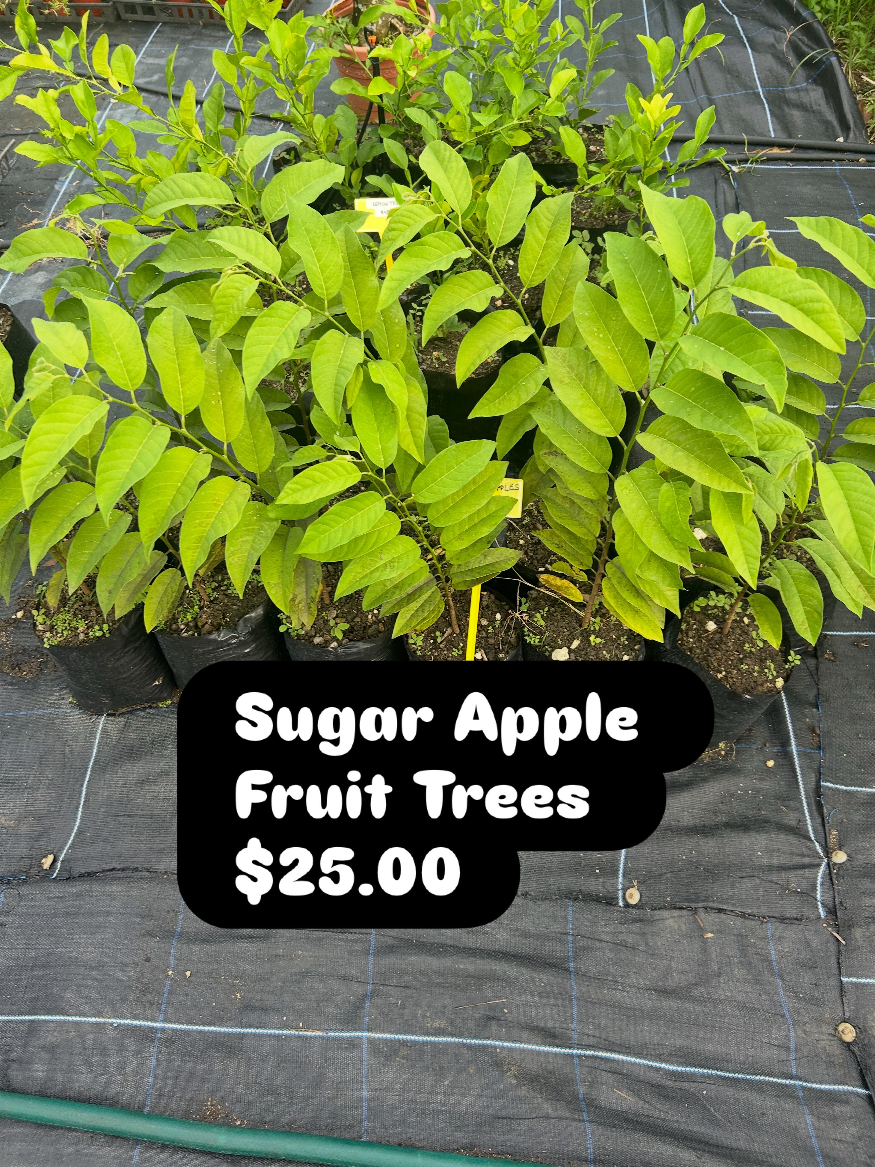 Sugar Apple Fruit Trees for $25 & Plants Available at Karengolfer