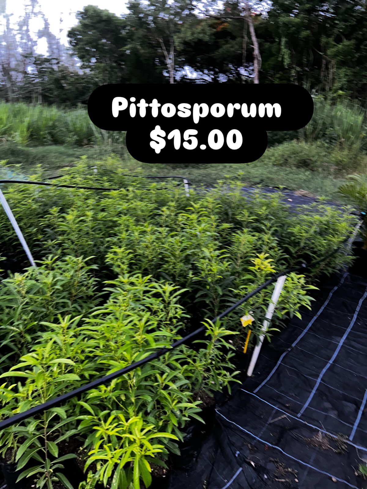 Pittosporum Plants – $15.00 Each