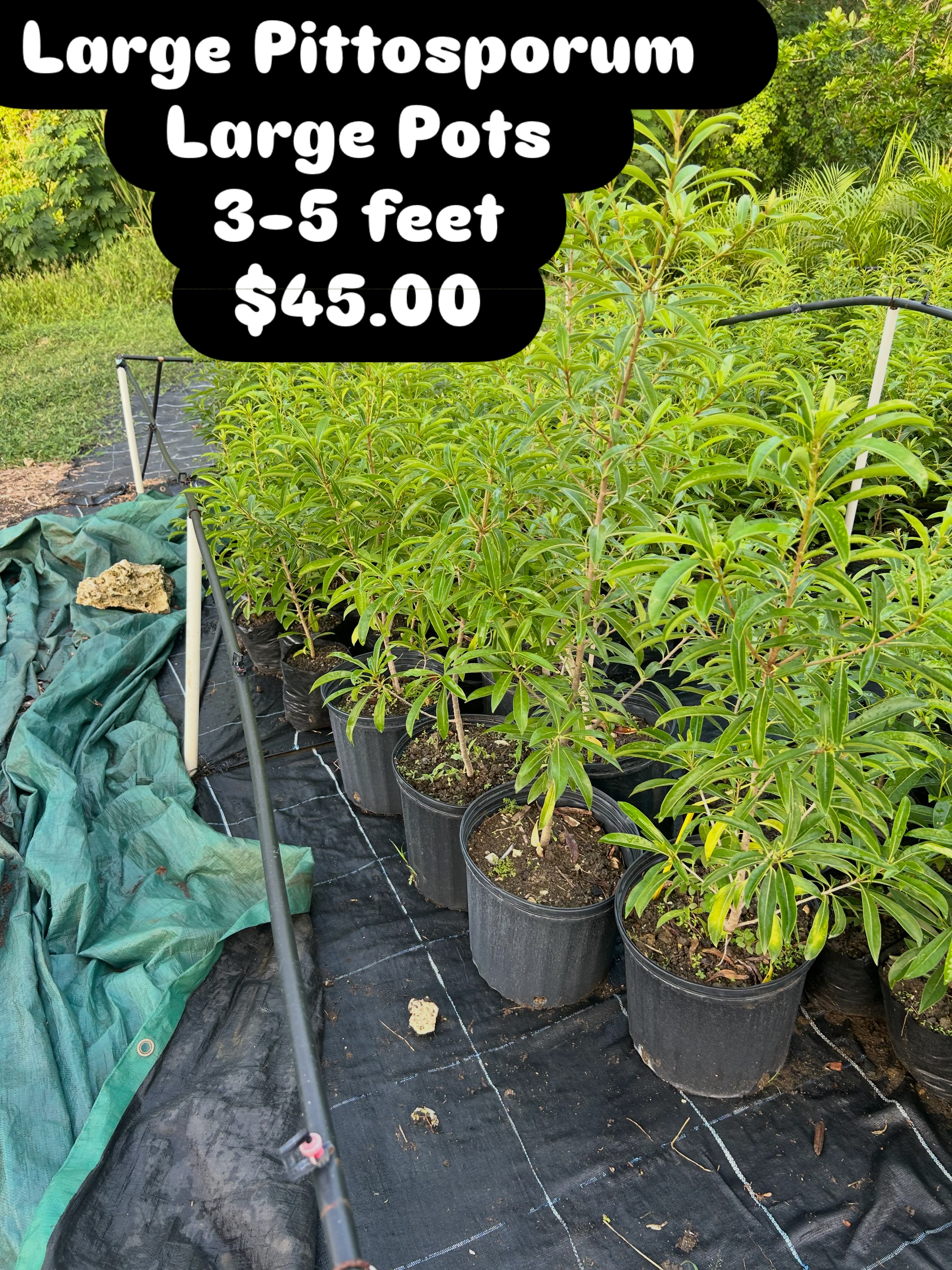 Large Pittosporum Plants – 3-5 Feet – $45.00 Each