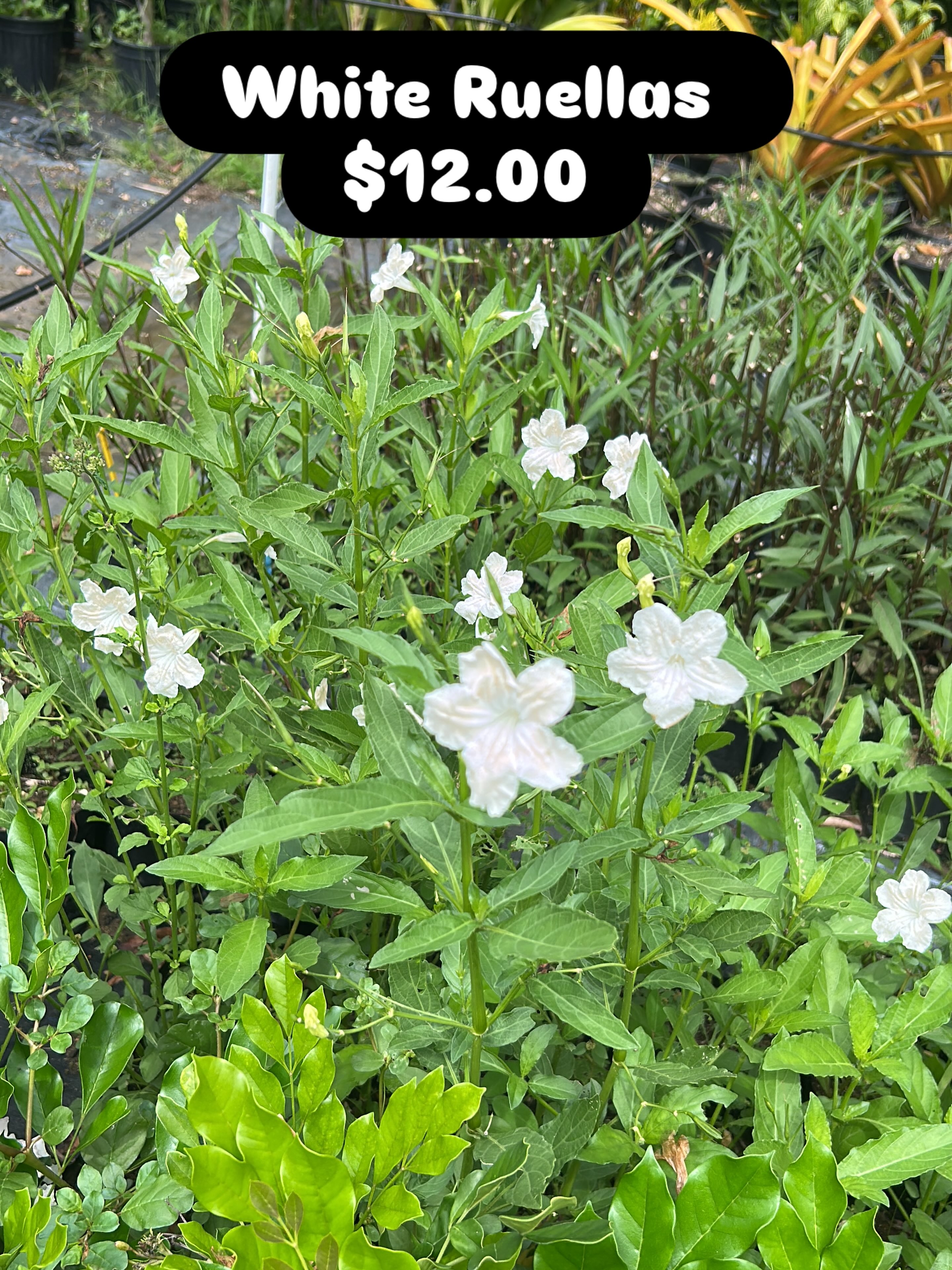 White Ruellas Plant – $12.00