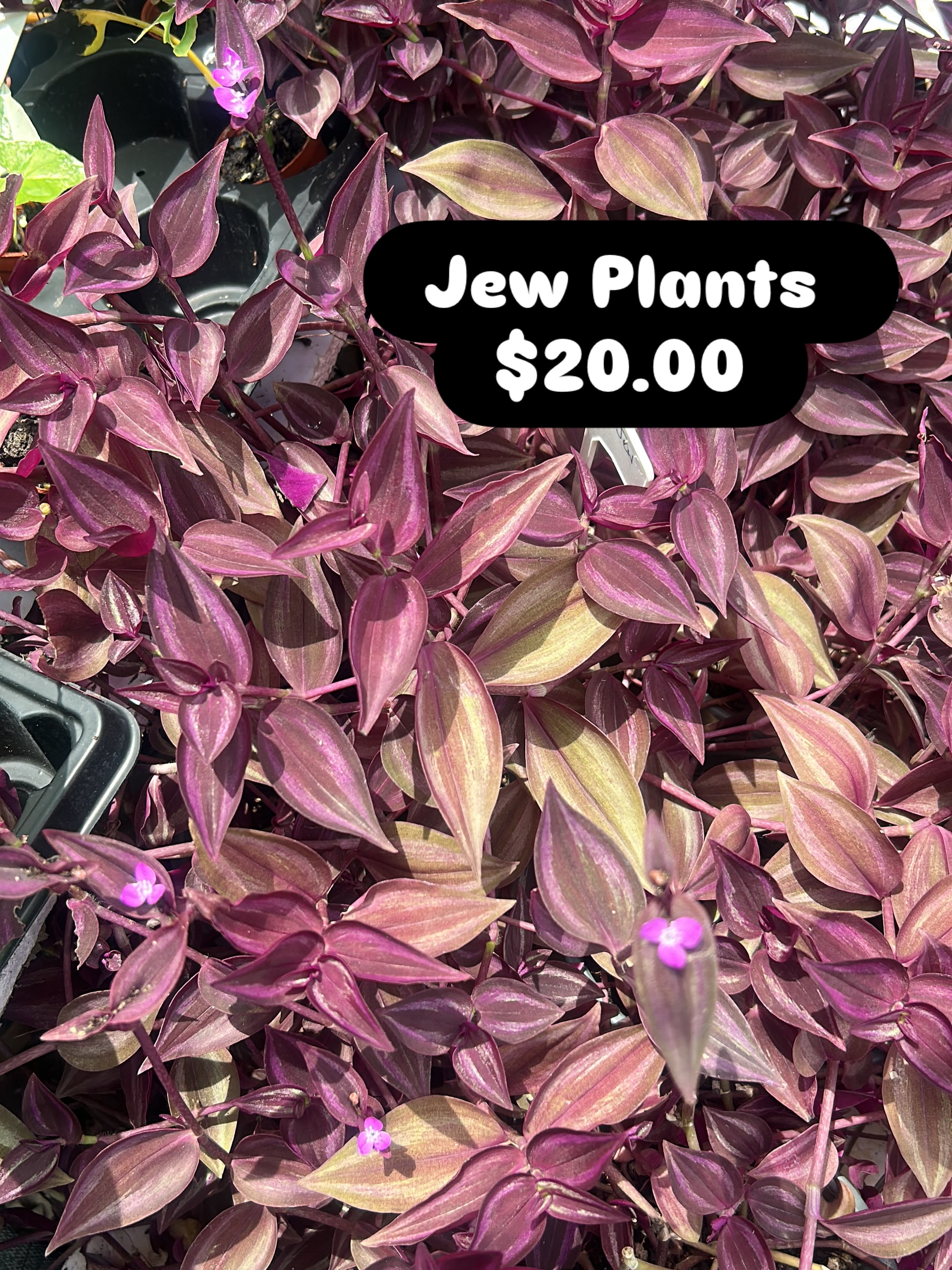 Jew Plants (Tradescantia) – $20.00