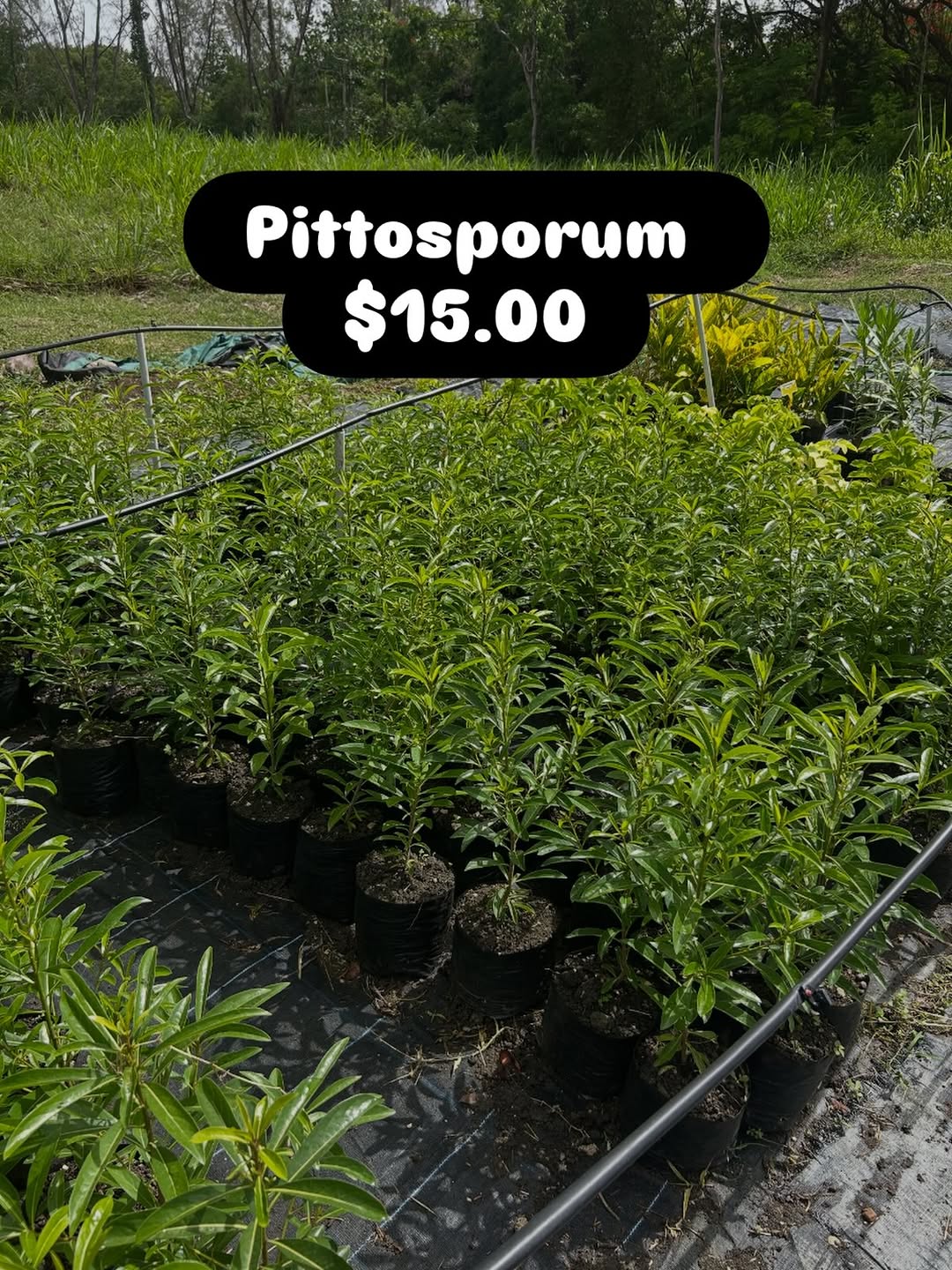 Pittosporum Plants – $15.00 Each