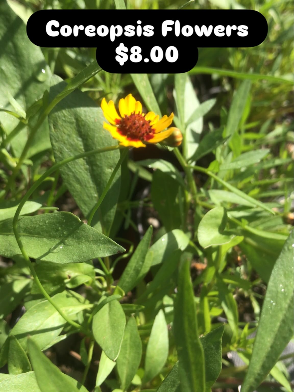 Coreopsis Flowering Plants – $8.00