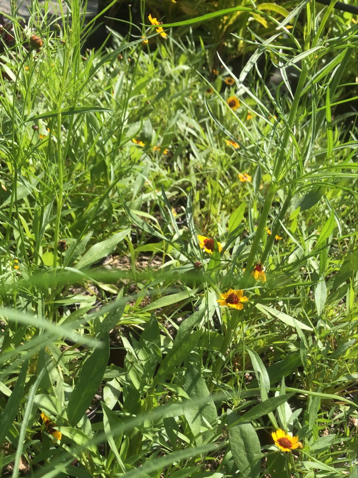 Coreopsis Flowering Plants – $8.00