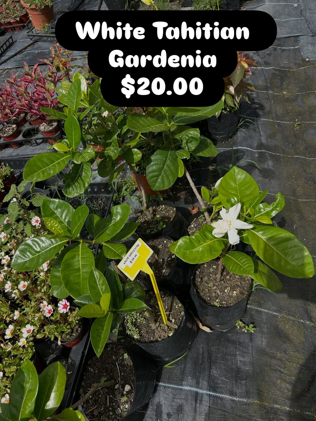 White Tahitian Gardenia Plant – $20.00