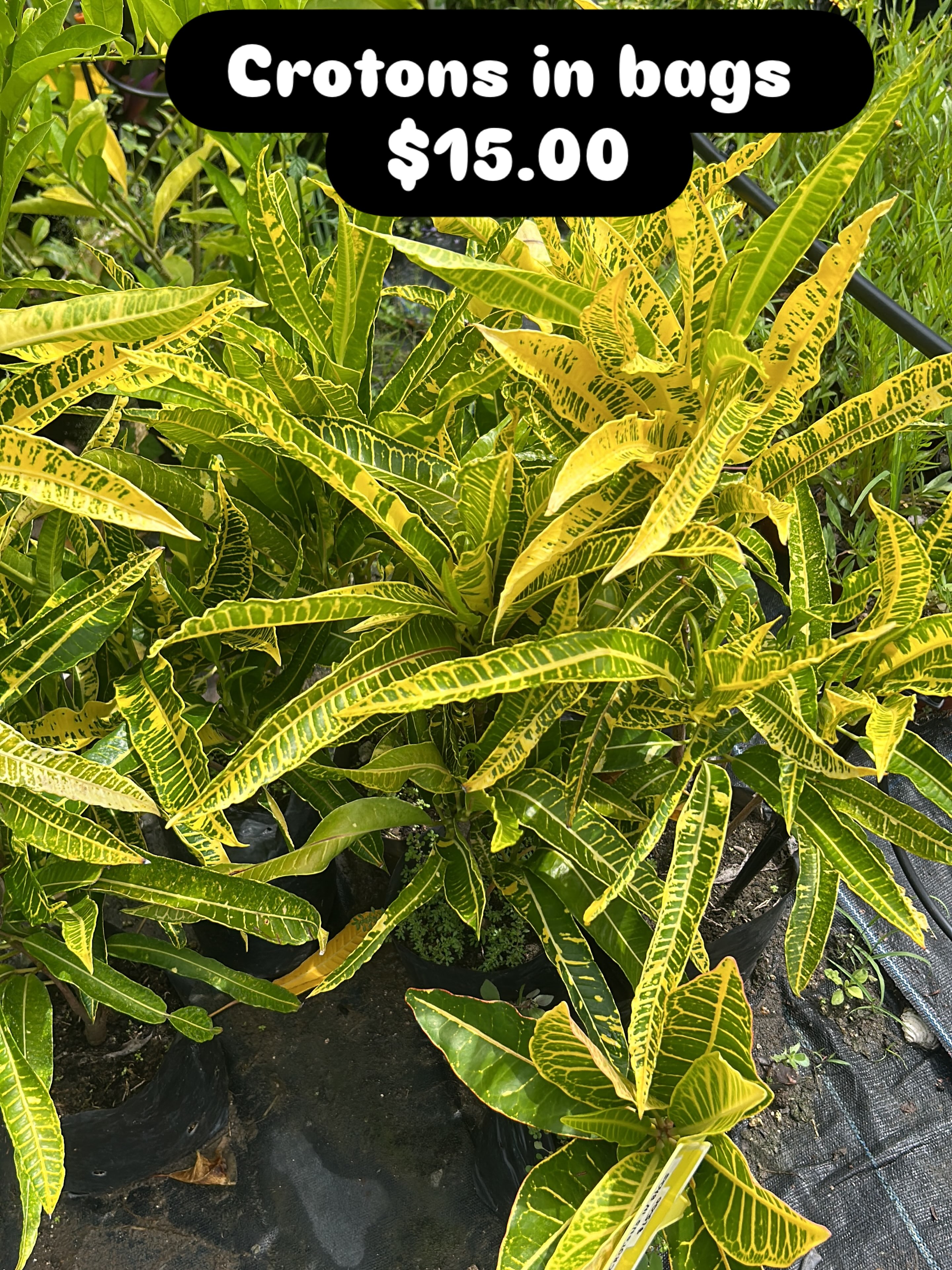 Crotons in Bags – $15.00