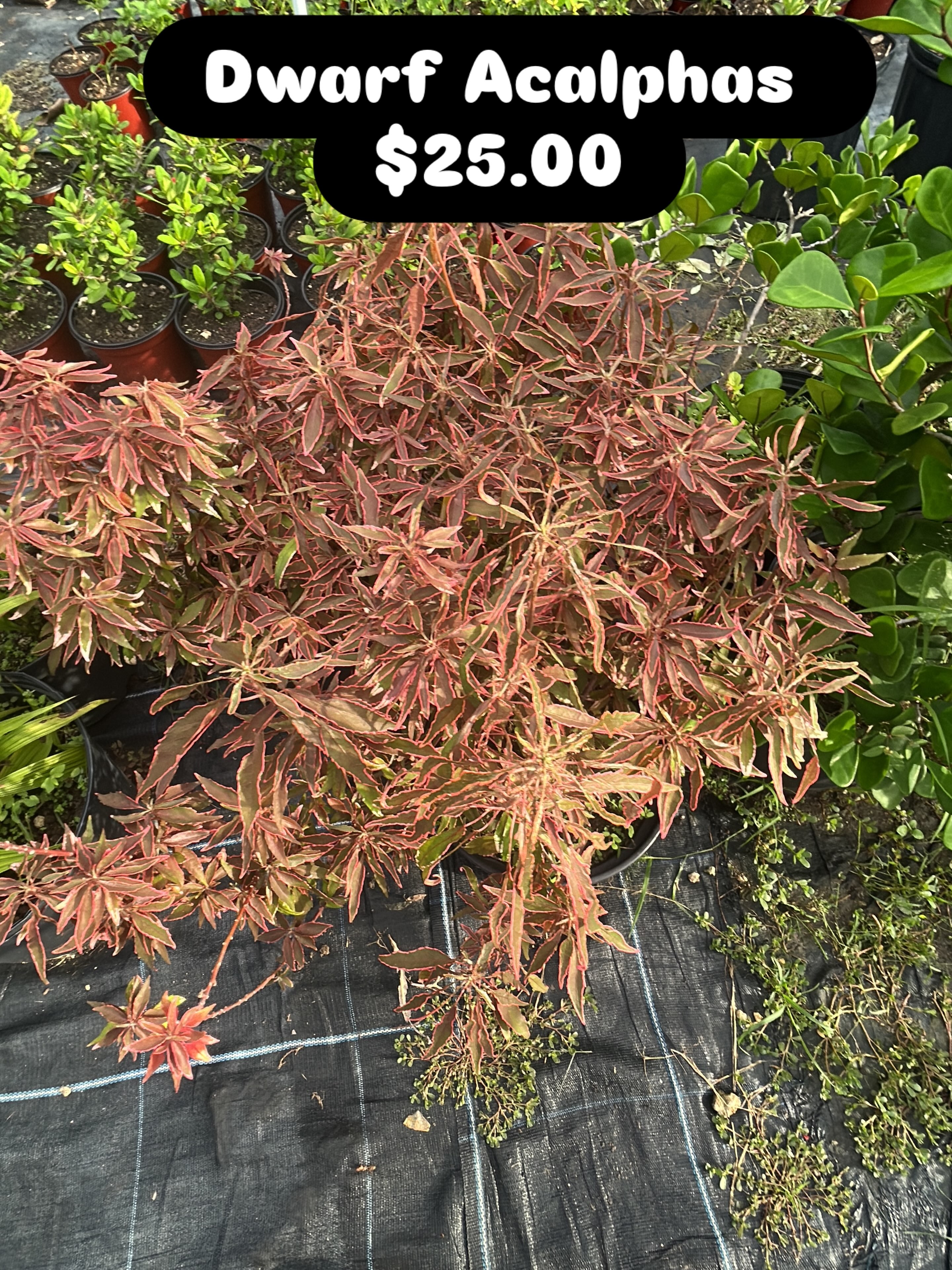 Dwarf Acalphas – $25.00