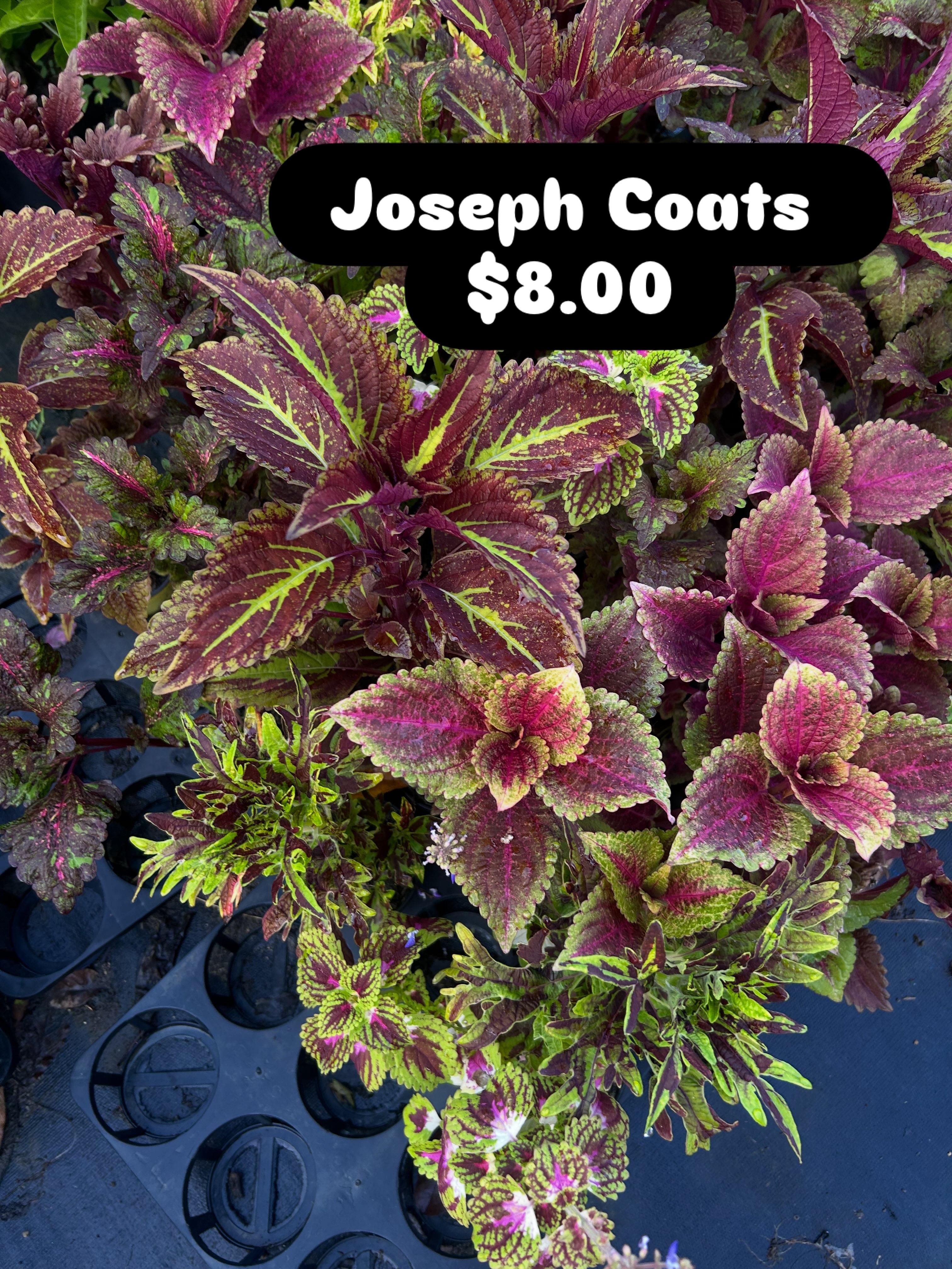 Joseph Coats Plants – $8.00 Each