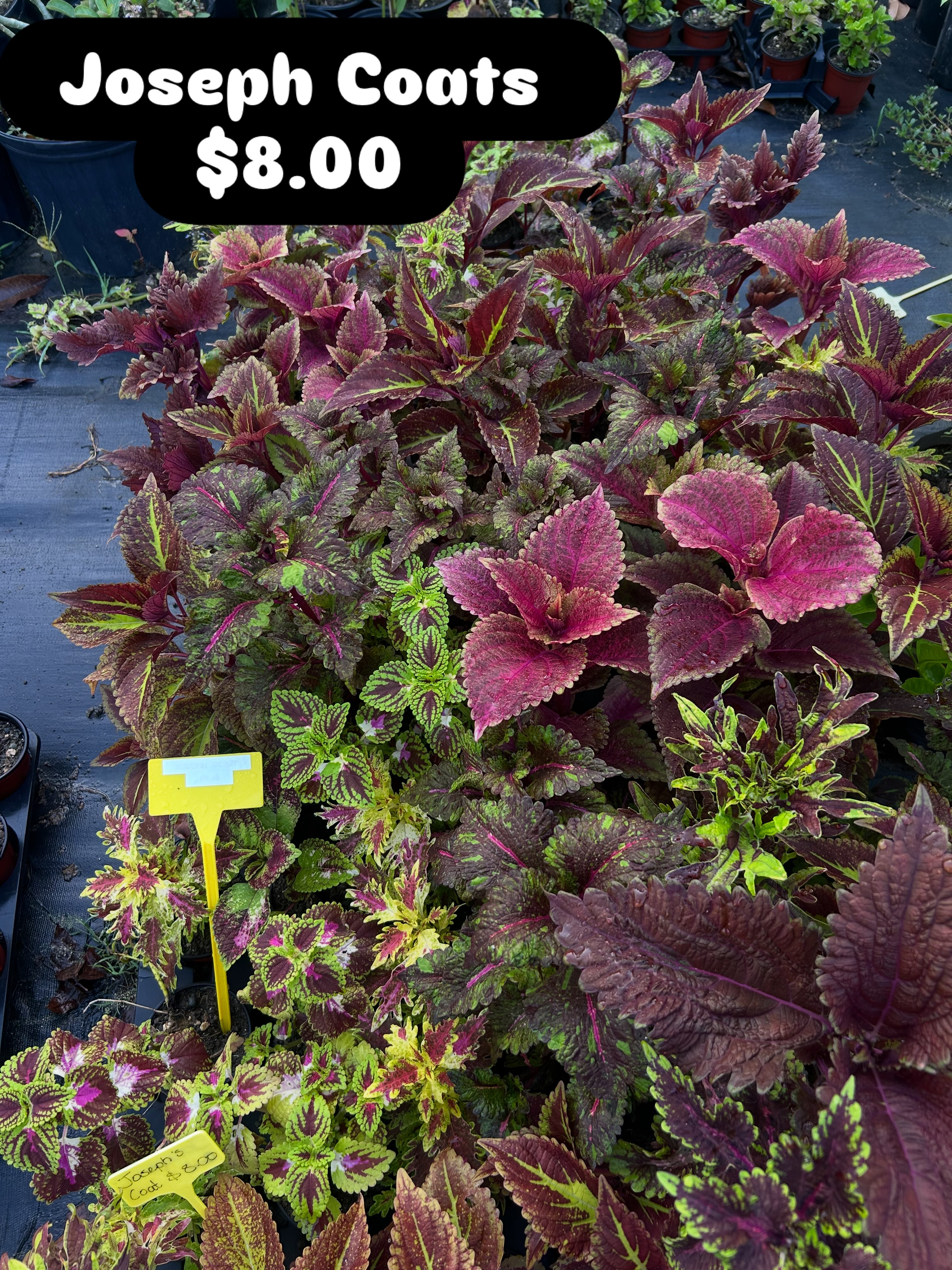 Joseph Coats Plants – $8.00 Each