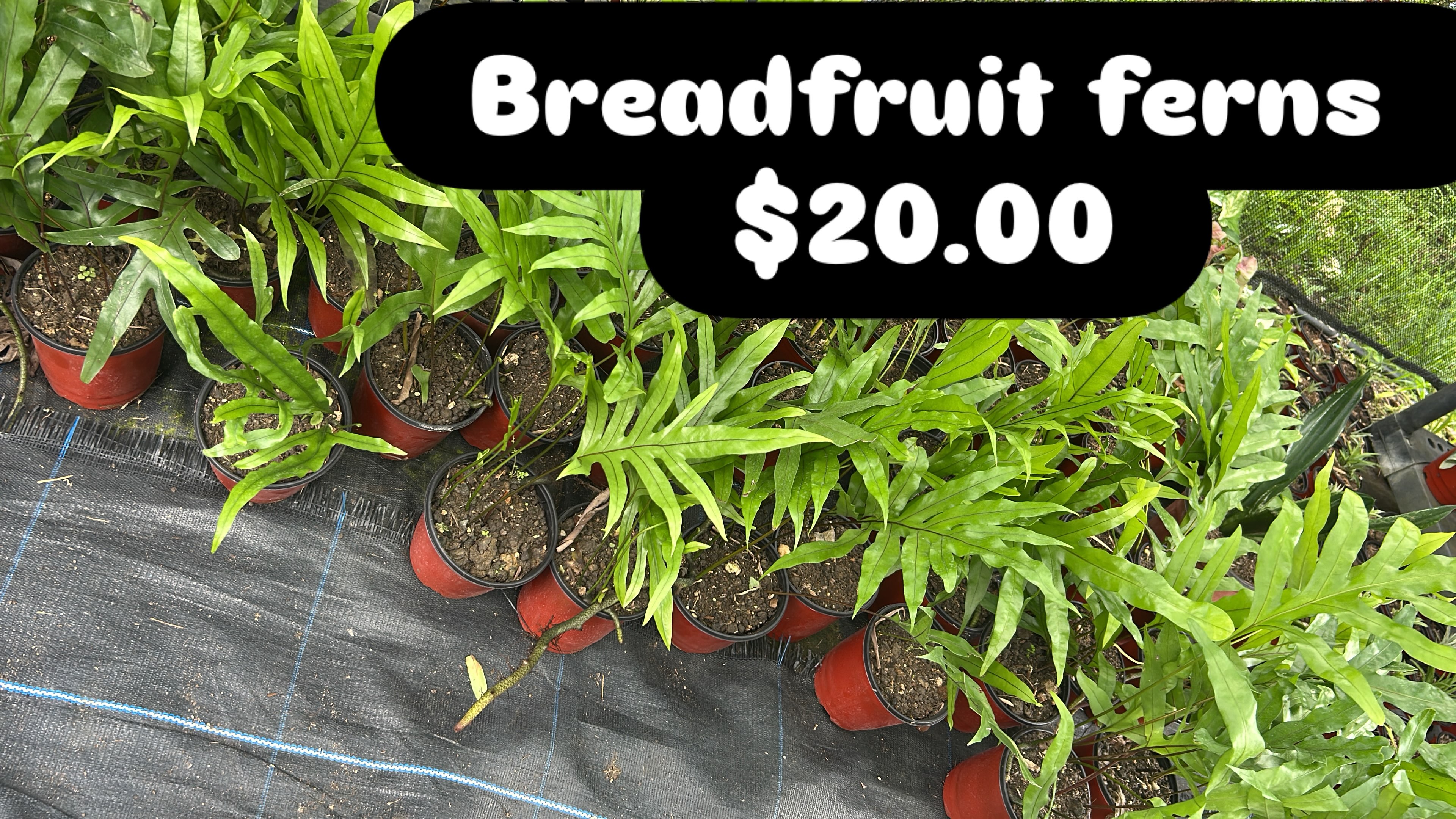 Breadfruit Ferns – $20.00 Each