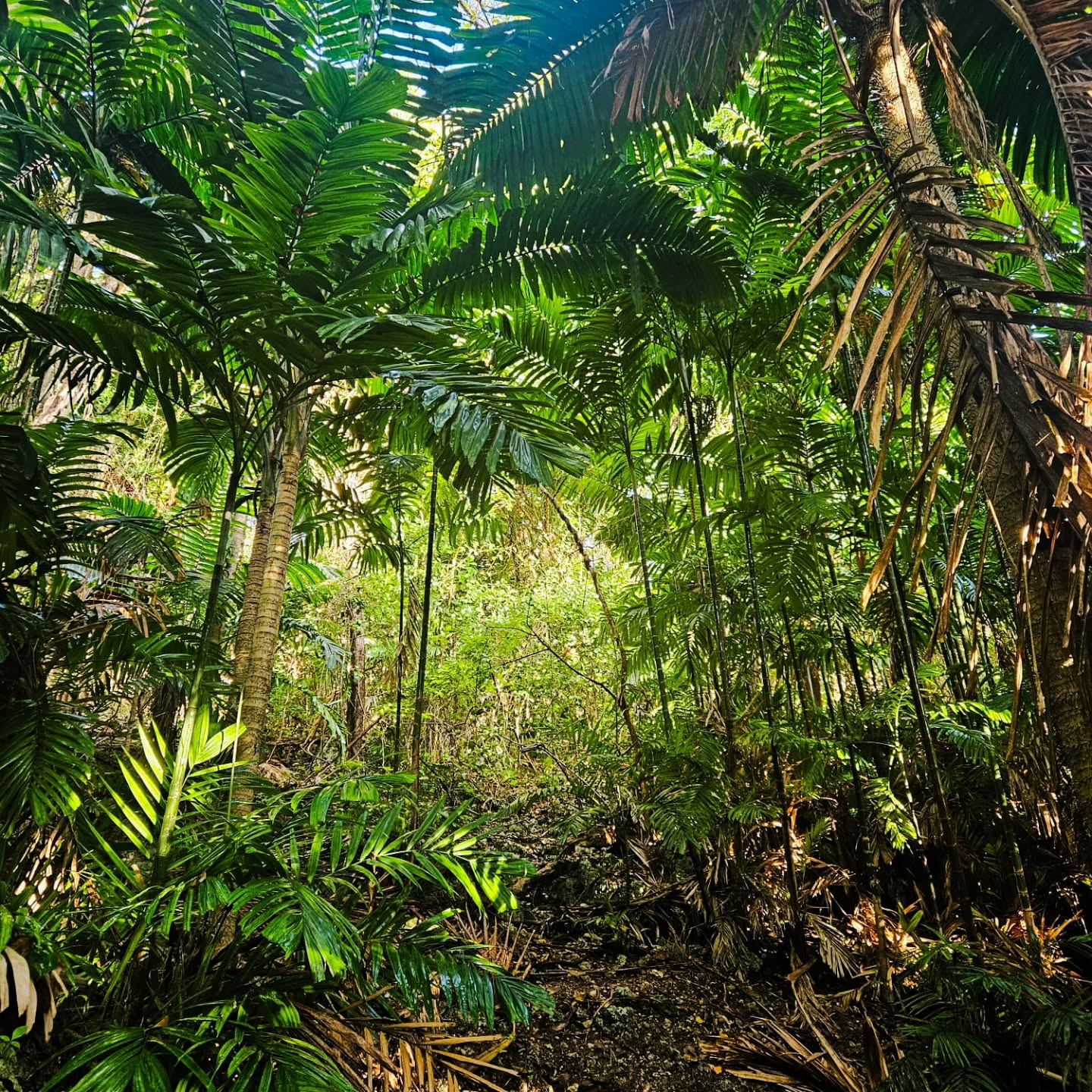 Hackletons Cliff Hike – St. John, Barbados